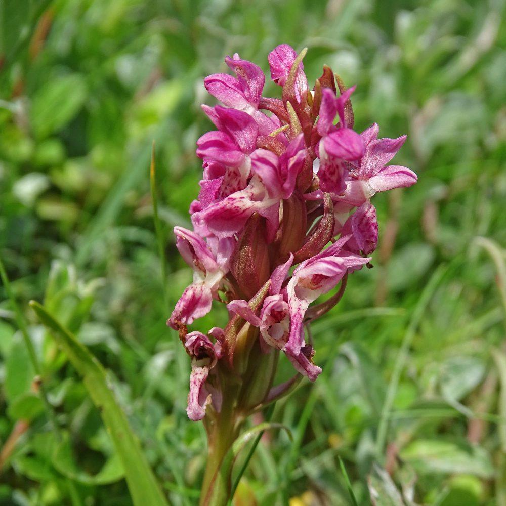 Rode steenorchis